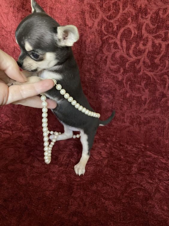Tiny Long coat chihuahuas puppies Text only at : (657) ✖️ 859 -✖️ 9693 Image eClassifieds4u
