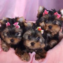 Beautiful Yorkshire terrier puppies Text only at : (657) ✖️ 859 -✖️ 9693