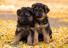 German Shepherd Long-haired, CKC Litter Text only at : (657) ✖️ 859 -✖️ 9693