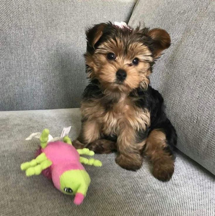 Beautiful Yorkshire terrier puppies Text only at : (657) ✖️ 859 -✖️ 9693 Image eClassifieds4u