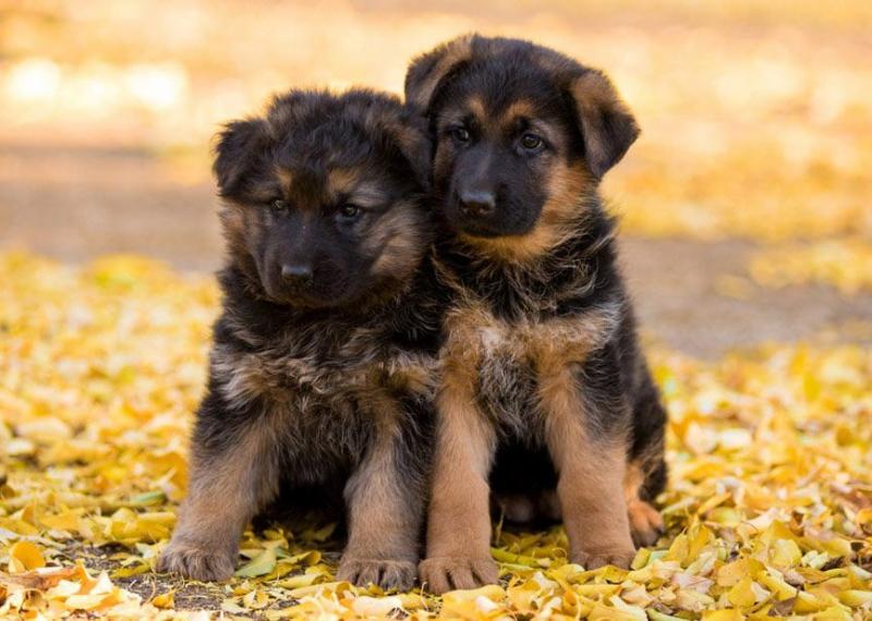 German Shepherd Long-haired, CKC Litter Text only at : (657) ✖️ 859 -✖️ 9693 Image eClassifieds4u