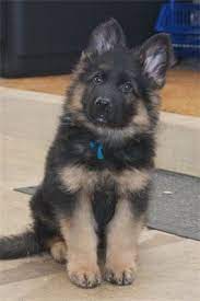 German Shepherd Long-haired, CKC Litter Text only at : (657) ✖️ 859 -✖️ 9693 Image eClassifieds4u