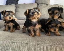 Beautiful Yorkshire terrier puppies Text only at : (657) ✖️ 859 -✖️ 9693 Image eClassifieds4u 3