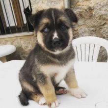 German Shepherd Long-haired, CKC Litter Text only at : (657) ✖️ 859 -✖️ 9693 Image eClassifieds4u 3