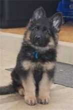 German Shepherd Long-haired, CKC Litter Text only at : (657) ✖️ 859 -✖️ 9693 Image eClassifieds4u 4
