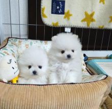 TEXT/CALL AT ''‪(434) 535-5367'' Cute Pomeranian puppies for adoption