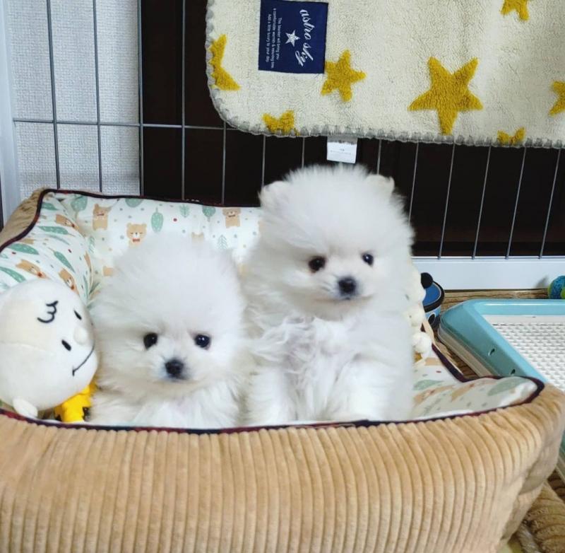 TEXT/CALL AT ''‪(434) 535-5367'' Cute Pomeranian puppies for adoption Image eClassifieds4u