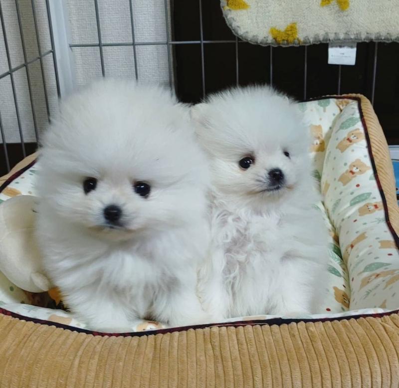 TEXT/CALL AT ''‪(434) 535-5367'' Cute Pomeranian puppies for adoption Image eClassifieds4u