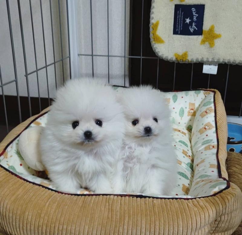 TEXT/CALL AT ''‪(434) 535-5367'' Cute Pomeranian puppies for adoption Image eClassifieds4u