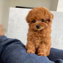 Stunning Toy poodle available for a loving home Text only at : (657) ✖️ 859 -✖️ 9693