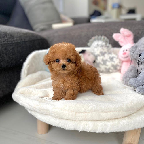 Stunning Toy poodle available for a loving home Text only at : (657) ✖️ 859 -✖️ 9693 Image eClassifieds4u