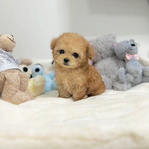 Stunning Toy poodle available for a loving home Text only at : (657) ✖️ 859 -✖️ 9693 Image eClassifieds4u