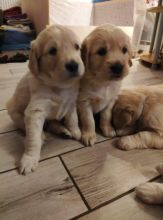 Adorable Golden Retriever Puppies Image eClassifieds4u 1