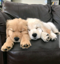 Golden Retriever puppies for adoption