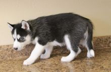 Siberian Husky puppies for adoption