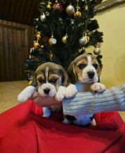 Beautiful Beagle Boy And girl Looking For Forever Home Image eClassifieds4u 1