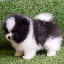 Pomeranian puppies for adoption Image eClassifieds4u 2