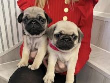 Pug puppies for adoption❤️🐕 Image eClassifieds4U