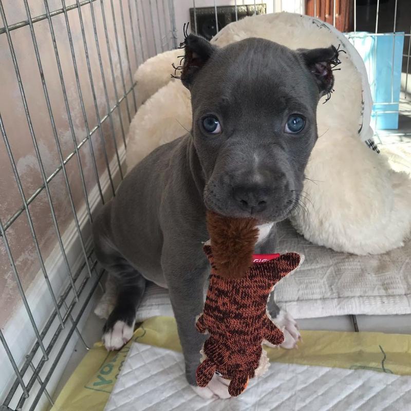 smart pit-pull puppies for re-homing, Image eClassifieds4u