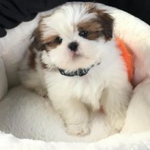 Shih Tzu puppies available for great pet lovers