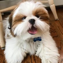 Shih Tzu puppies available in good health condition for new homes