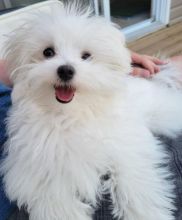 Adorable Male & Female Maltese Puppies For Adoption