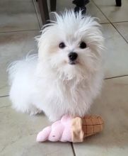 Affectionate Maltese puppies,