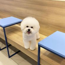 Bichon Frise Puppies
