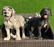 Great dane puppies for adoption