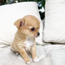 Pretty Chihuahua Puppies for adoption 😍🐶