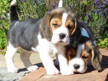 we have two lovely adorable Beagle puppies.