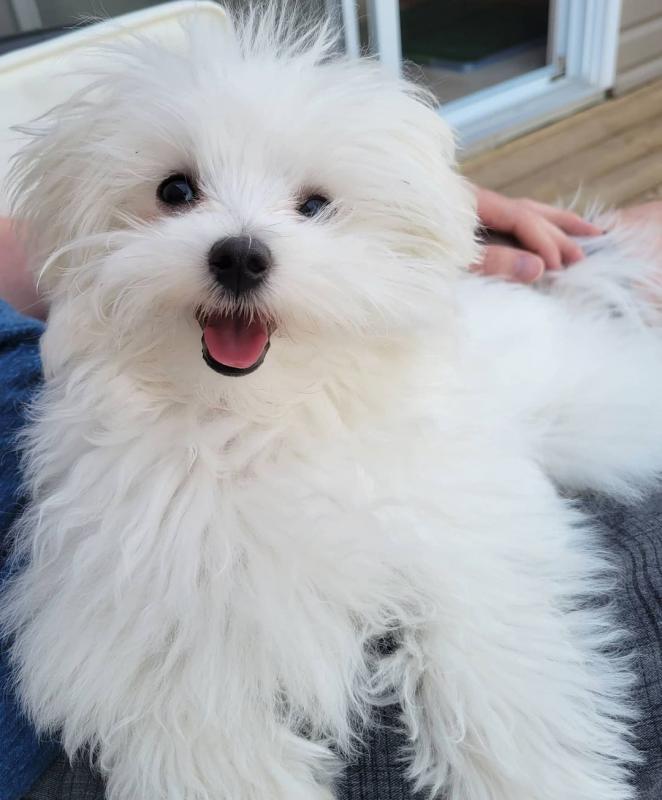 Adorable Male & Female Maltese Puppies For Adoption Image eClassifieds4u
