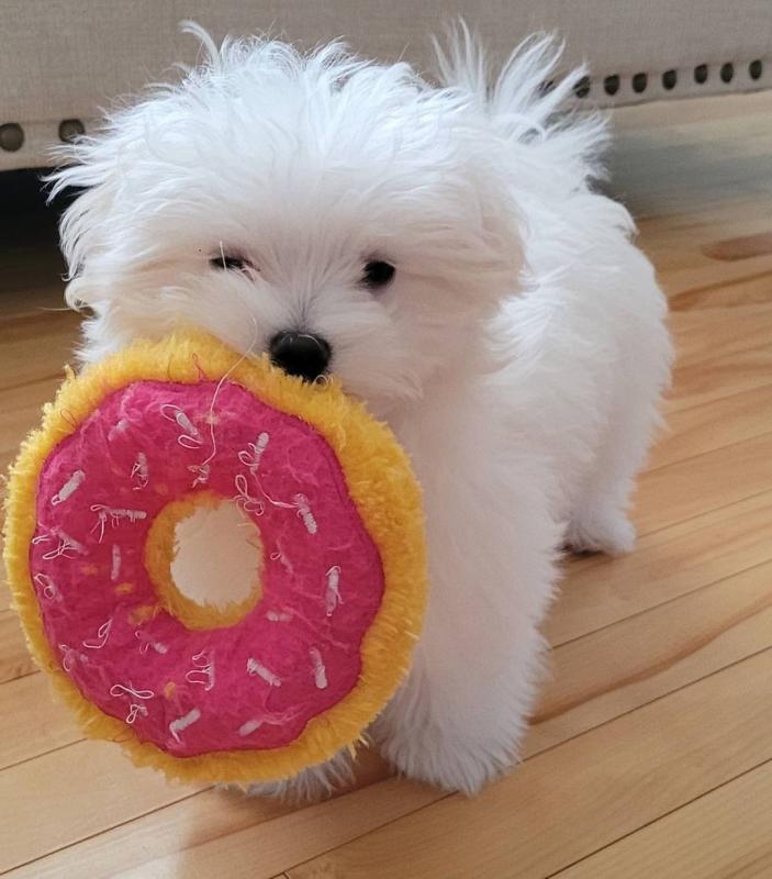 Ckc Ckc Maltese Puppies Image eClassifieds4u