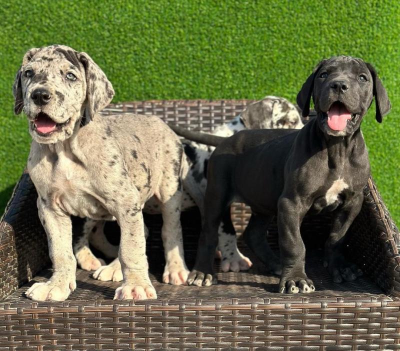 Great dane puppies for adoption Image eClassifieds4u
