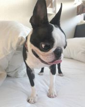 Boston Terrier puppies for adoption Image eClassifieds4u 2
