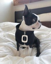 Boston Terrier puppies for adoption Image eClassifieds4u 1