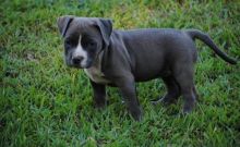 Cute Blue Nose Pitbull puppies available for adoption Image eClassifieds4u 2