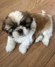 Shih Tzu male and female Image eClassifieds4u 1