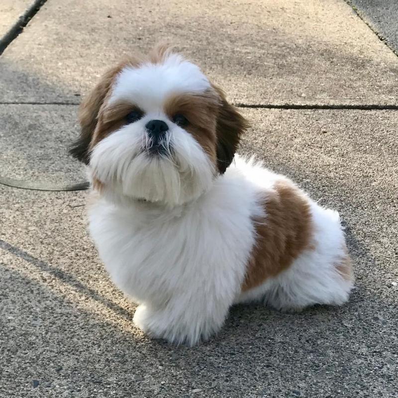 Shih Tzu puppies available for adoption Image eClassifieds4u