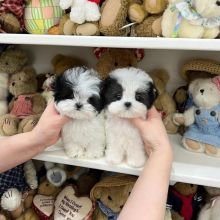 Exceptional litter of F1B Toy Maltipoos