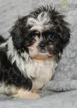 Adorable Pomsky Puppies avaialble for New home