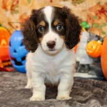 Dachshund puppies available.