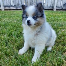 Adorable Pomsky Puppies avaialble for New home Image eClassifieds4u 3
