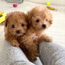 Healthy Teacup poodle puppies available for adoption