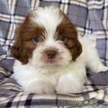 Teacup Shih Tzu puppies available for adoption
