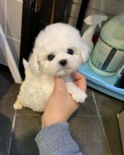 well trained Teacup Shih Tzu Puppies available