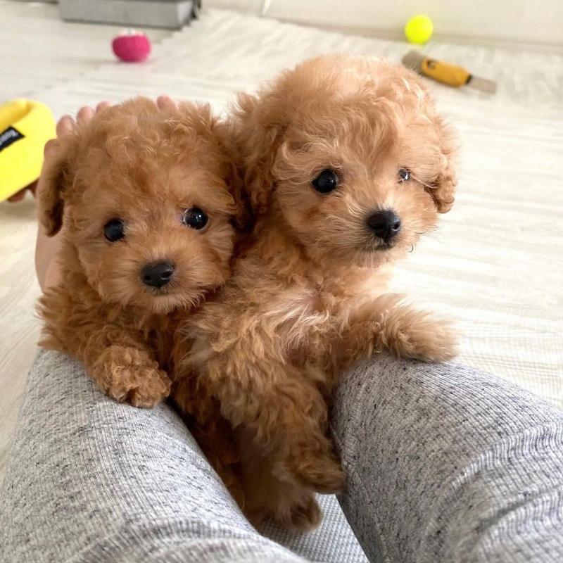Healthy Teacup poodle puppies available for adoption Image eClassifieds4u