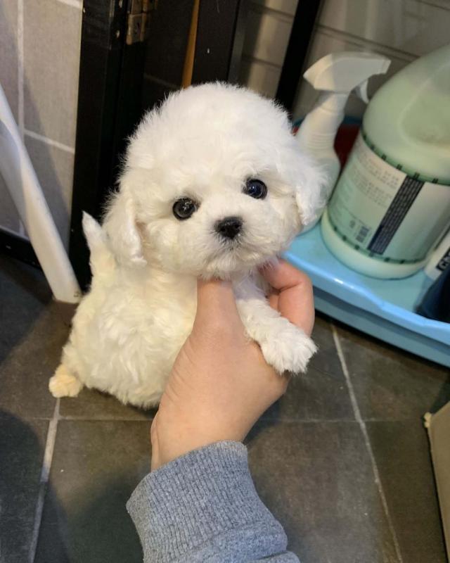 well trained Teacup Shih Tzu Puppies available Image eClassifieds4u