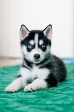 Affectionate Blue Eyed Siberian Husky Puppies 💕Delivery Available🌎