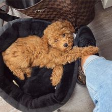 Two Beautiful Toy Poodle Puppies for Adoption 💕Delivery Available🌎